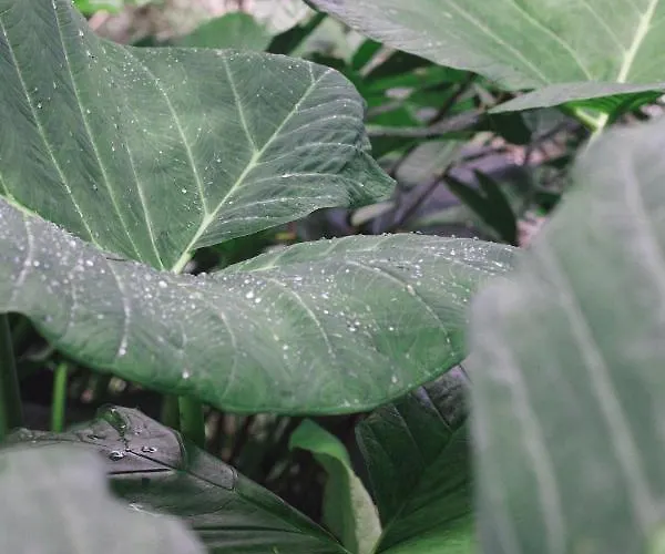 La Del Agua Y Fuego Acomodação com café da manhã  *